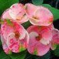 100 PCS Seeds Cactus Euphorbia Milli Bonsai New Rare Flower Plants