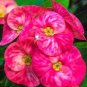 100 PCS Seeds Cactus Euphorbia Milli Bonsai New Rare Flower Plants