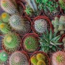 10 PCS Seeds Cactus Indoor Outdoor Planting available 10 PCS Seeds Cactus Indoor Outdoor Planting available