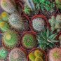 10 PCS Seeds Cactus Indoor Outdoor Planting available