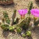 25 PCS Seeds Cactus Lobivia Peruviana Hendriksenianus
