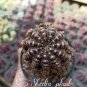 25 PCS Seeds Cactus Lobivia Peruviana Hendriksenianus