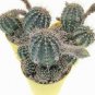 25 PCS Seeds Cactus Lobivia Peruviana Hendriksenianus