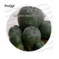 25 PCS Seeds Cactus Lobivia Peruviana Hendriksenianus