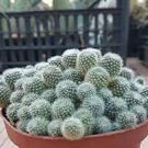 100 PCS Seeds Cactus Rebutia Variety Flowering Color Cacti Rare Cactus Plant