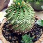 100 PCS Seeds Cactus Rebutia Variety Flowering Color Cacti Rare Cactus Plant
