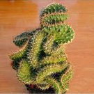 10 PCS Seeds cactus Rebutia variety flowering color mini plant succulent