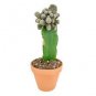 10 PCS Seeds cactus Rebutia variety flowering color mini plant succulent