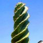 10 PCS Seeds cactus Rebutia variety flowering color mini plant succulent