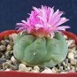 50 PCS Seeds Cactus Seeds Pink Flowers