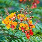 30 PCS Seeds Caesalpinia Pulcherrima 30 PCS Seeds Caesalpinia Pulcherrima