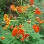 30 PCS Seeds Caesalpinia Pulcherrima