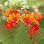 30 PCS Seeds Caesalpinia Pulcherrima