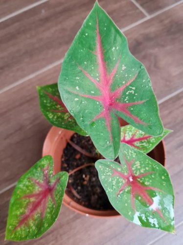 100 PCS Seeds Caladium Bicolor Seed Green Pink Bicolor Leaves