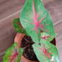 100 PCS Seeds Caladium Bicolor Seed Green Pink Bicolor Leaves