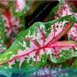 100 PCS Seeds Caladium Bicolor Seed Green Pink Bicolor Leaves
