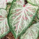 120 PCS Seeds Caladium White Big Leaves with Greyish Purple Edge