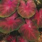 120 PCS Seeds Caladium White Big Leaves with Greyish Purple Edge