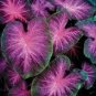 120 PCS Seeds Caladium White Big Leaves with Greyish Purple Edge