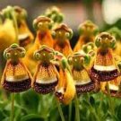 30 PCS Seeds Calceolaria Seeds Purse Flower Seeds Original Package
