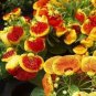 30 PCS Seeds Calceolaria Seeds Purse Flower Seeds Original Package