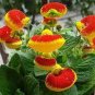 30 PCS Seeds Calceolaria Seeds Purse Flower Seeds Original Package