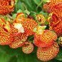 30 PCS Seeds Calceolaria Seeds Purse Flower Seeds Original Package