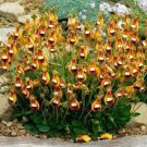 200 PCS Seeds Calceolaria tomentosa Seeds Yellow Slipper Flower Lady's Purse 200 PCS Seeds Calceolaria tomentosa Seeds Yellow Slipper Flower Lady's Purse