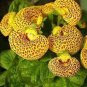 200 PCS Seeds Calceolaria tomentosa Seeds Yellow Slipper Flower Lady's Purse