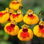 200 PCS Seeds Calceolaria tomentosa Seeds Yellow Slipper Flower Lady's Purse