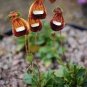 30 PCS Seeds Calceolaria Uniflora Rare Perennial Flower