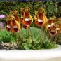30 PCS Seeds Calceolaria Uniflora Rare Perennial Flower