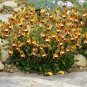 30 PCS Seeds Calceolaria Uniflora Rare Perennial Flower