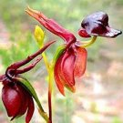 100 PCS Seeds Caleana Major Flying Duck Orchid Garden Potted Decor Flowers