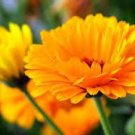 50 PCS Seeds Calendula 50 PCS Seeds Calendula