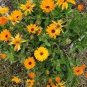 50 PCS Seeds Calendula