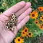 50 PCS Seeds Calendula
