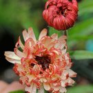 50 PCS Seeds Calendula Bronzed Beauty Bicolor Pot Marigold Flowers 50 PCS Seeds Calendula Bronzed Beauty Bicolor Pot Marigold Flowers