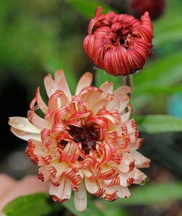 50 PCS Seeds Calendula Bronzed Beauty Bicolor Pot Marigold Flowers