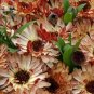 50 PCS Seeds Calendula Bronzed Beauty Bicolor Pot Marigold Flowers