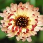 50 PCS Seeds Calendula Bronzed Beauty Bicolor Pot Marigold Flowers