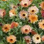 50 PCS Seeds Calendula Bronzed Beauty Bicolor Pot Marigold Flowers
