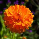 30 PCS Seeds Calendula Orange Pot Marigold Flower