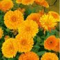 30 PCS Seeds Calendula Orange Pot Marigold Flower