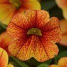 100 PCS Seeds Calibrachoa Kabloom Crave Sunset Vigorous Free-Flowering Annual Petunia Bonsai