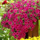100 PCS Seeds Calibrchoa Million Bells Annual Flower 100 PCS Seeds Calibrchoa Million Bells Annual Flower
