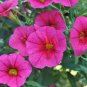 100 PCS Seeds Calibrchoa Million Bells Annual Flower
