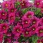 100 PCS Seeds Calibrchoa Million Bells Annual Flower