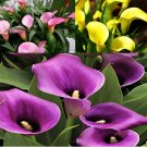 200 PCS Seeds Calla Bonsai Calla Lily Flower Rare Bonsai Flower Plants 200 PCS Seeds Calla Bonsai Calla Lily Flower Rare Bonsai Flower Plants