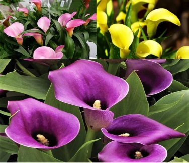 200 PCS Seeds Calla Bonsai Calla Lily Flower Rare Bonsai Flower Plants